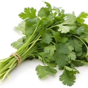 Cilantro (1 bunch)